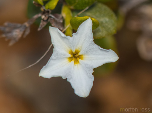 Heliotropum (Heliotropium nigricans)