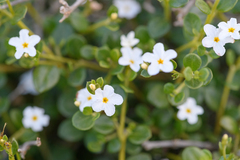 Heliotropum (Heliotropium nigricans)