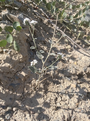 Heliotropium olgae (Heliotropium olgae)