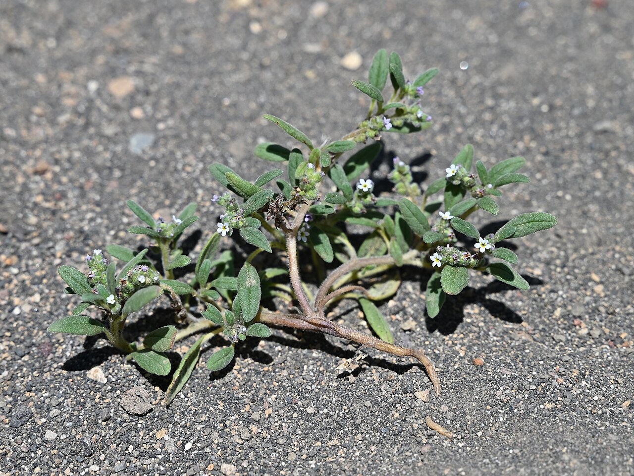 Heliotropium paronychioides: Heliotropium paronychioides 14km SE from El Medano in Rio Maule valley, Region del Maule, Chile
