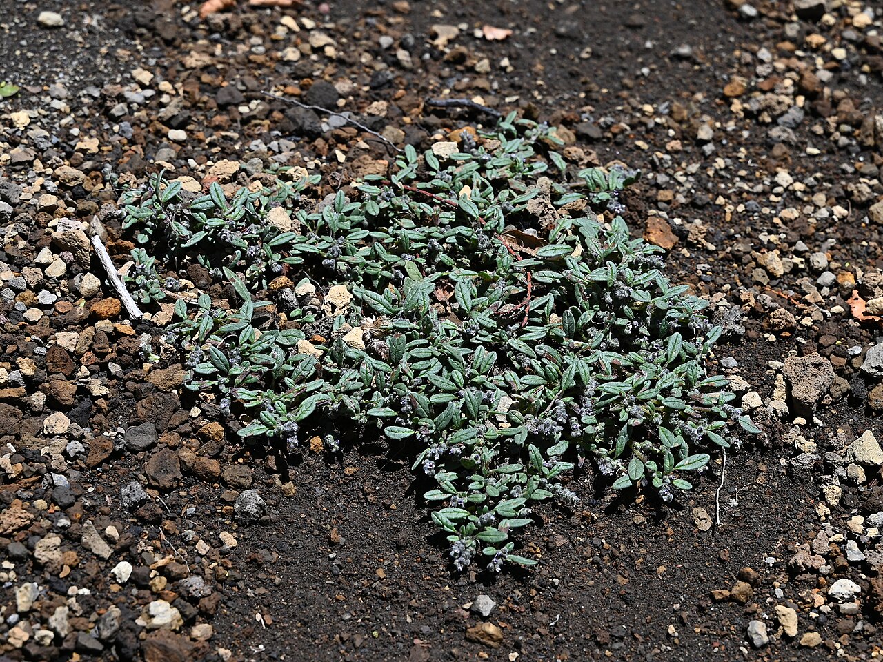 Heliotropium paronychioides: Heliotropium paronychioides 9 km NW from Lonquimay, Araukania, Chile