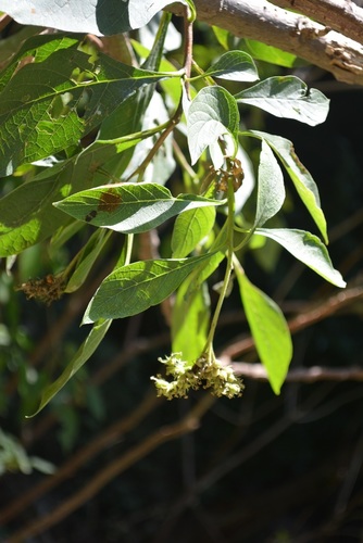 Heliotropium petiolare (Heliotropium petiolare)