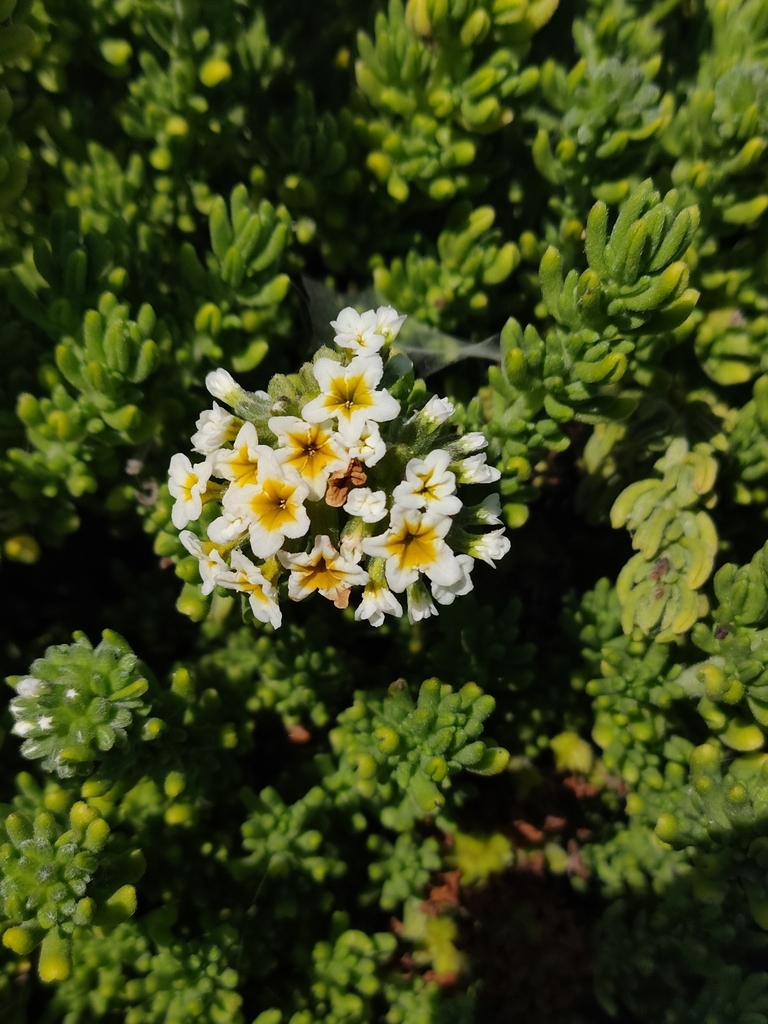 Heliotropium pycnophyllum (Heliotropium pycnophyllum)