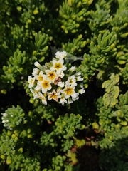 Heliotropium pycnophyllum (Heliotropium pycnophyllum)