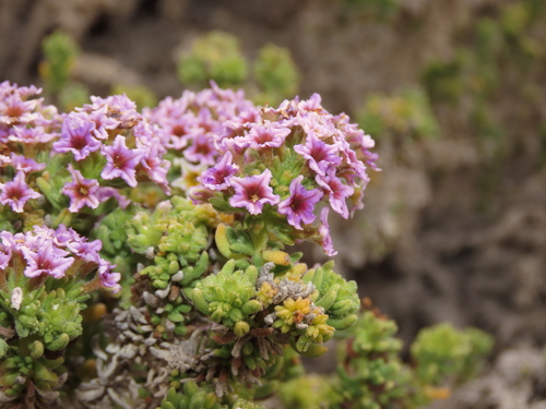 Heliotropium pycnophyllum (Heliotropium pycnophyllum)