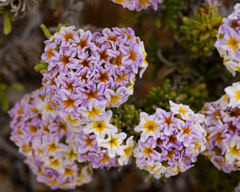 Heliotropium pycnophyllum (Heliotropium pycnophyllum)
