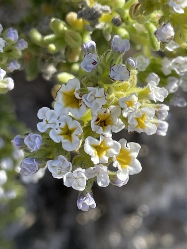 Heliotropium pycnophyllum (Heliotropium pycnophyllum)