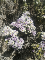 Heliotropium pycnophyllum (Heliotropium pycnophyllum)
