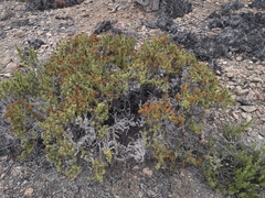 Heliotropium pycnophyllum (Heliotropium pycnophyllum)