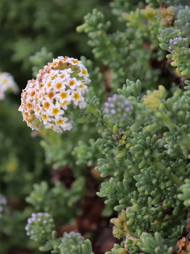 Heliotropium pycnophyllum (Heliotropium pycnophyllum)