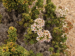 Heliotropium pycnophyllum (Heliotropium pycnophyllum)