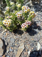 Heliotropium pycnophyllum (Heliotropium pycnophyllum)
