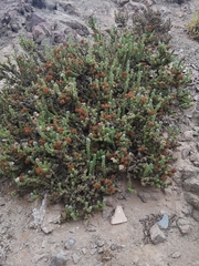 Heliotropium pycnophyllum (Heliotropium pycnophyllum)