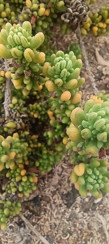 Heliotropium pycnophyllum (Heliotropium pycnophyllum)