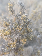 Heliotropium pycnophyllum (Heliotropium pycnophyllum)