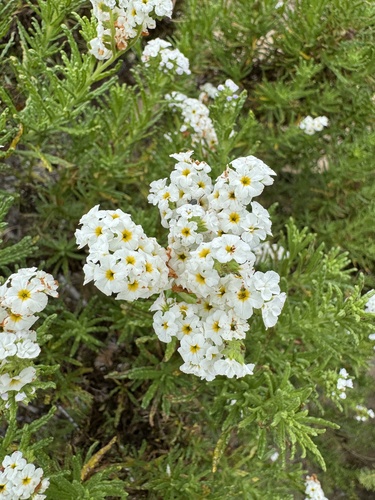 Heliotropium sinuatum (Heliotropium sinuatum)