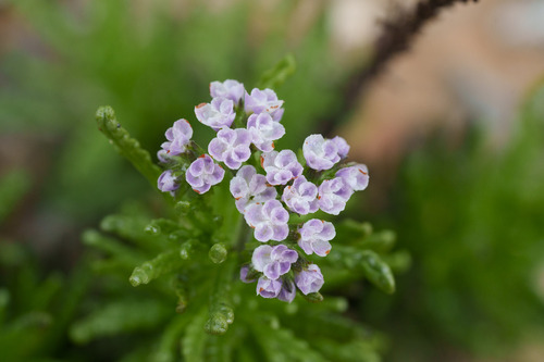 Heliotropium sinuatum (Heliotropium sinuatum)