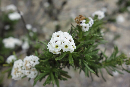 Heliotropium sinuatum (Heliotropium sinuatum)