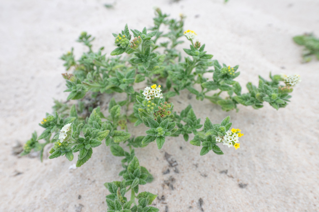 Heliotropium sokotranum (Heliotropium sokotranum)