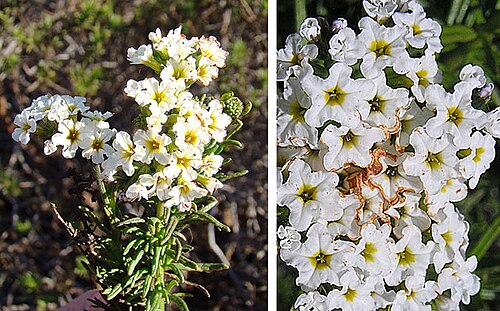 Heliotropium stenophyllum: A common roadside weed in the Norte Chico of Chile. Borage Family.