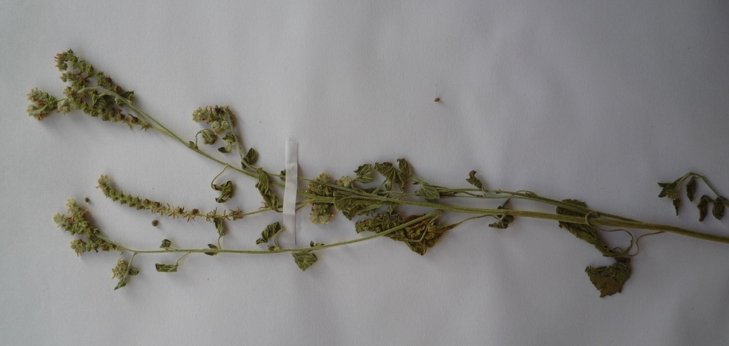 Heliotropium stevenianum (Heliotropium stevenianum)