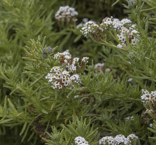 Heliotropium taltalense (Heliotropium taltalense)