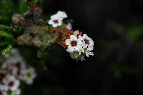 Heliotropium taltalense (Heliotropium taltalense)