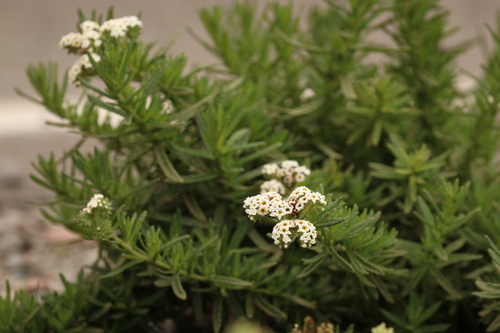 Heliotropium taltalense (Heliotropium taltalense)