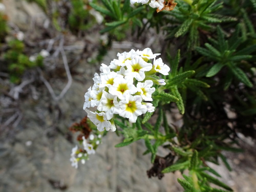 Heliotropium taltalense (Heliotropium taltalense)