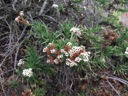 Heliotropium taltalense (Heliotropium taltalense)
