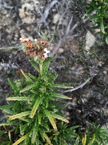 Heliotropium taltalense (Heliotropium taltalense)