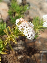 Heliotropium taltalense (Heliotropium taltalense)
