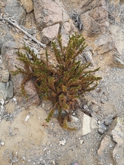 Heliotropium taltalense (Heliotropium taltalense)