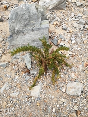 Heliotropium taltalense (Heliotropium taltalense)