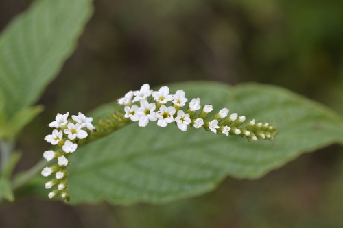 Heliotropium tiaridioides (Heliotropium tiaridioides)