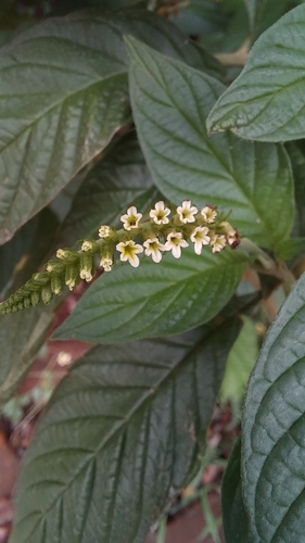 Heliotropium tiaridioides (Heliotropium tiaridioides)