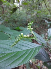 Heliotropium tiaridioides (Heliotropium tiaridioides)