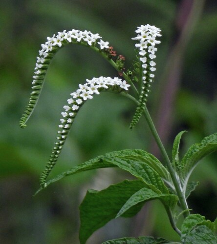 Heliotropium tiaridioides (Heliotropium tiaridioides)