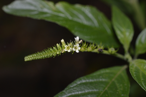 Heliotropium tiaridioides (Heliotropium tiaridioides)