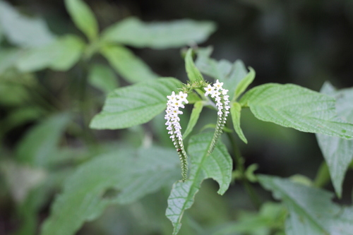 Heliotropium tiaridioides (Heliotropium tiaridioides)