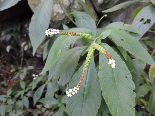 Heliotropium transalpinum (Heliotropium transalpinum)