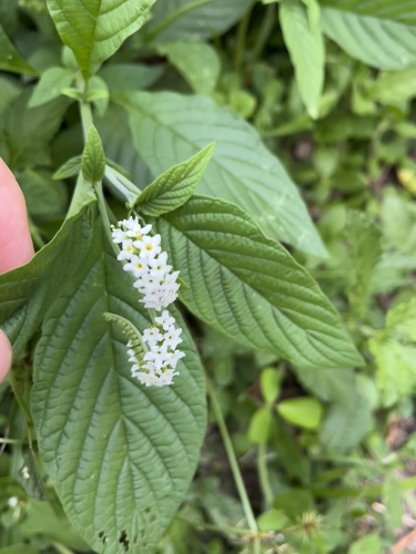Heliotropium transalpinum (Heliotropium transalpinum)