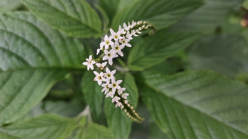Heliotropium transalpinum (Heliotropium transalpinum)