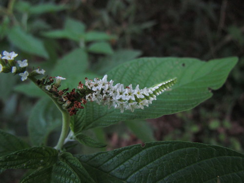Heliotropium transalpinum (Heliotropium transalpinum)