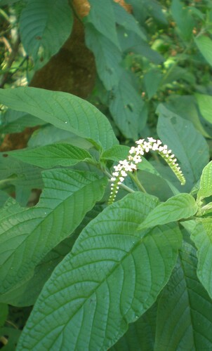 Heliotropium transalpinum (Heliotropium transalpinum)
