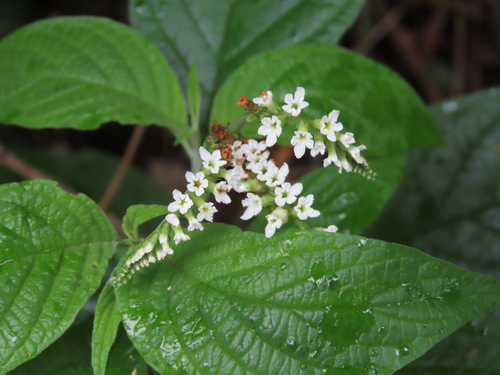 Heliotropium transalpinum (Heliotropium transalpinum)