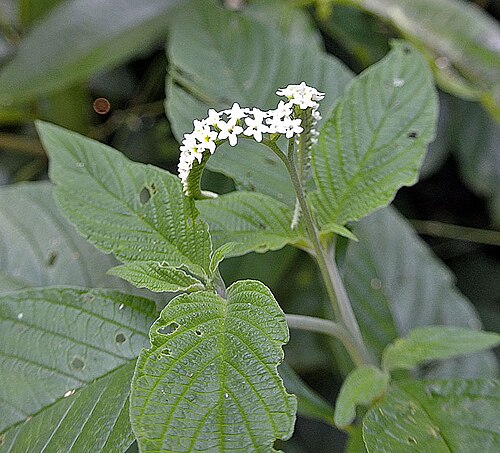 Heliotropium transalpinum: Reported from scattered parts of the Neotropics. Photo from the Brazil-Argentina border near Iguazu.