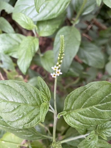 Heliotropium transalpinum (Heliotropium transalpinum)