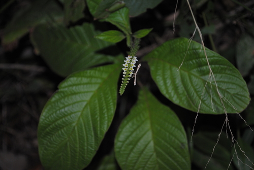 Heliotropium transalpinum (Heliotropium transalpinum)