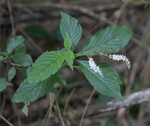Heliotropium transalpinum (Heliotropium transalpinum)